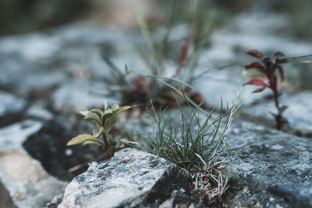 découvrez la force de la résilience : un guide pour surmonter les défis, développer la capacité à rebondir et cultiver une mentalité positive face aux adversités de la vie.